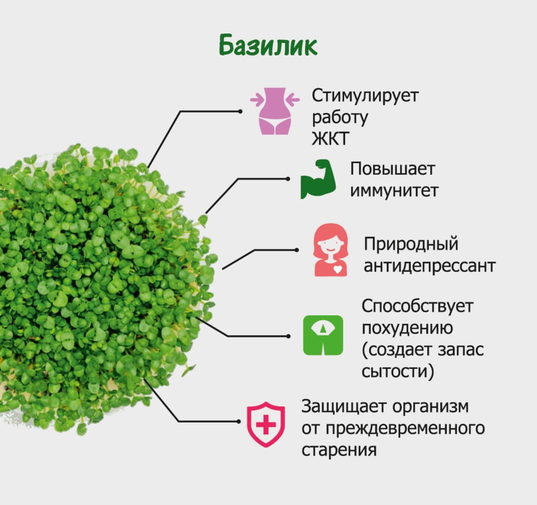 Набор для выращивания микрозелени.  БАЗИЛИК